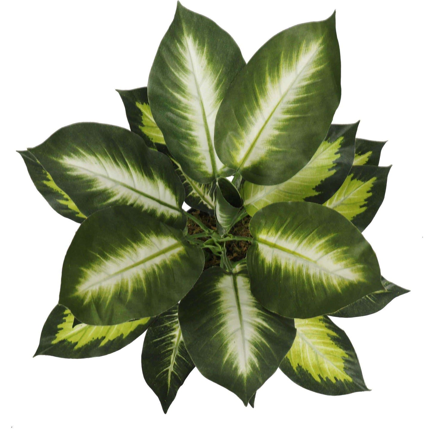 Leopard Lily (Dieffenbachia) with Pot 40cm-2