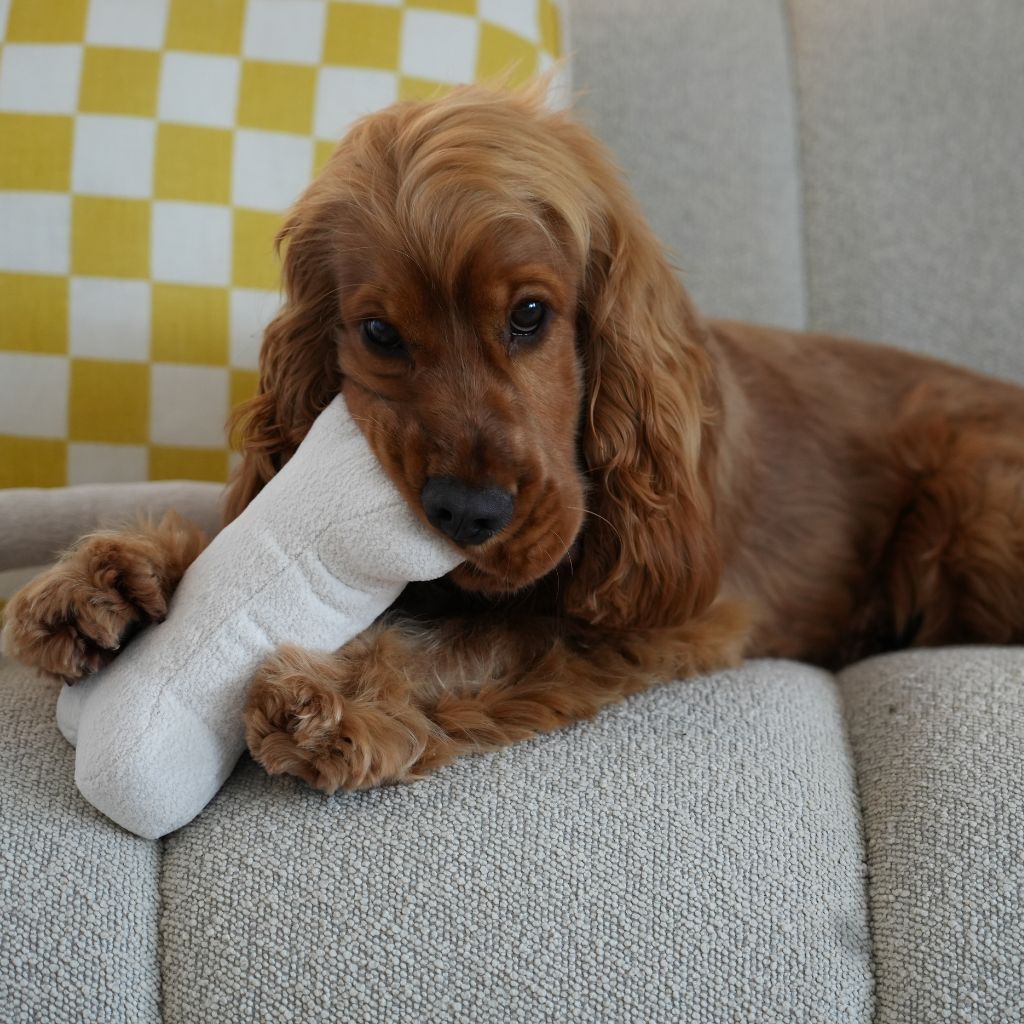 Boucle Bone Dog Toy