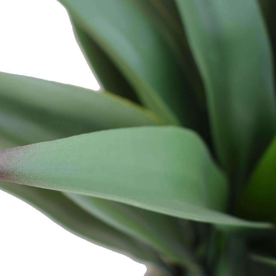 Artificial Agave 50cm No Pot UV Resistant-3