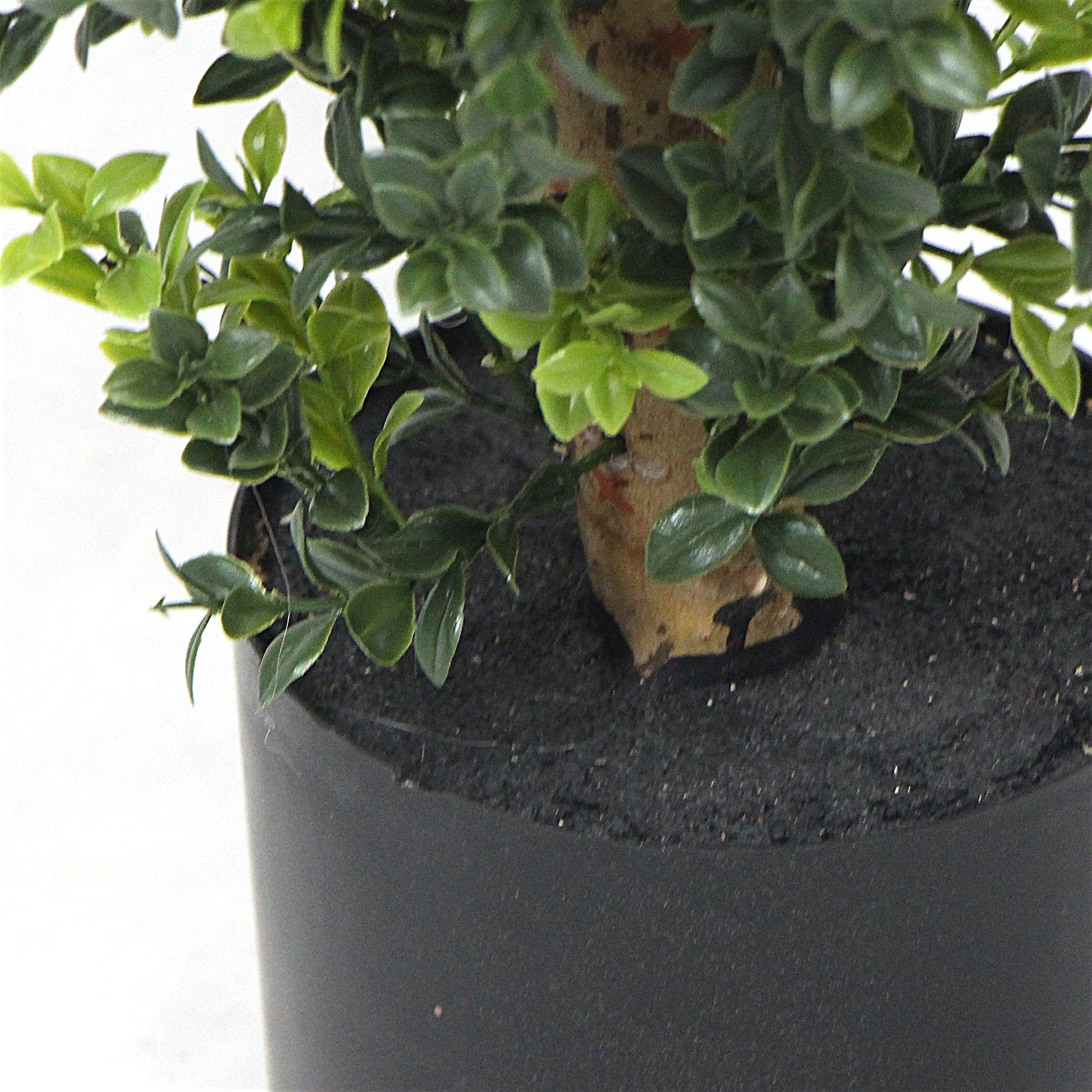 Artificial Potted Topiary Tree 120cm UV Resistant-2