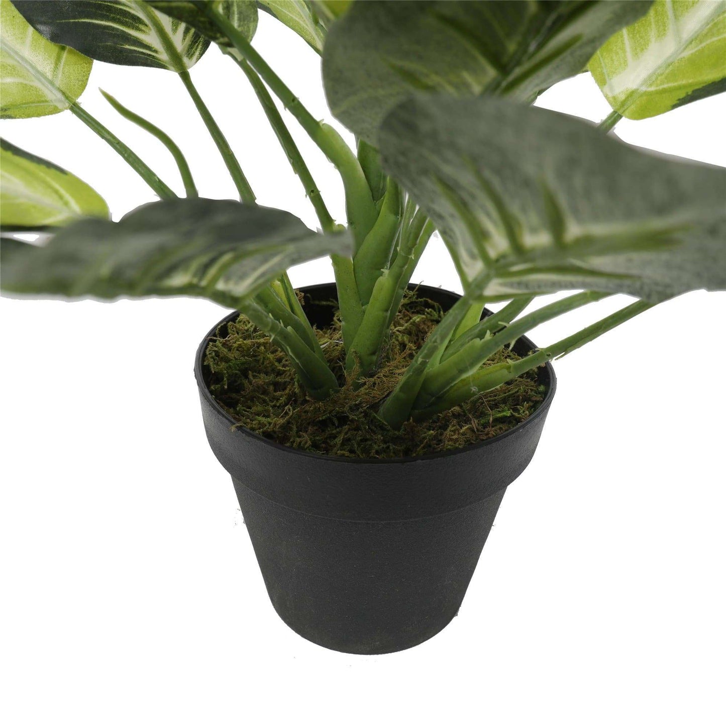 Leopard Lily (Dieffenbachia) with Pot 40cm-1