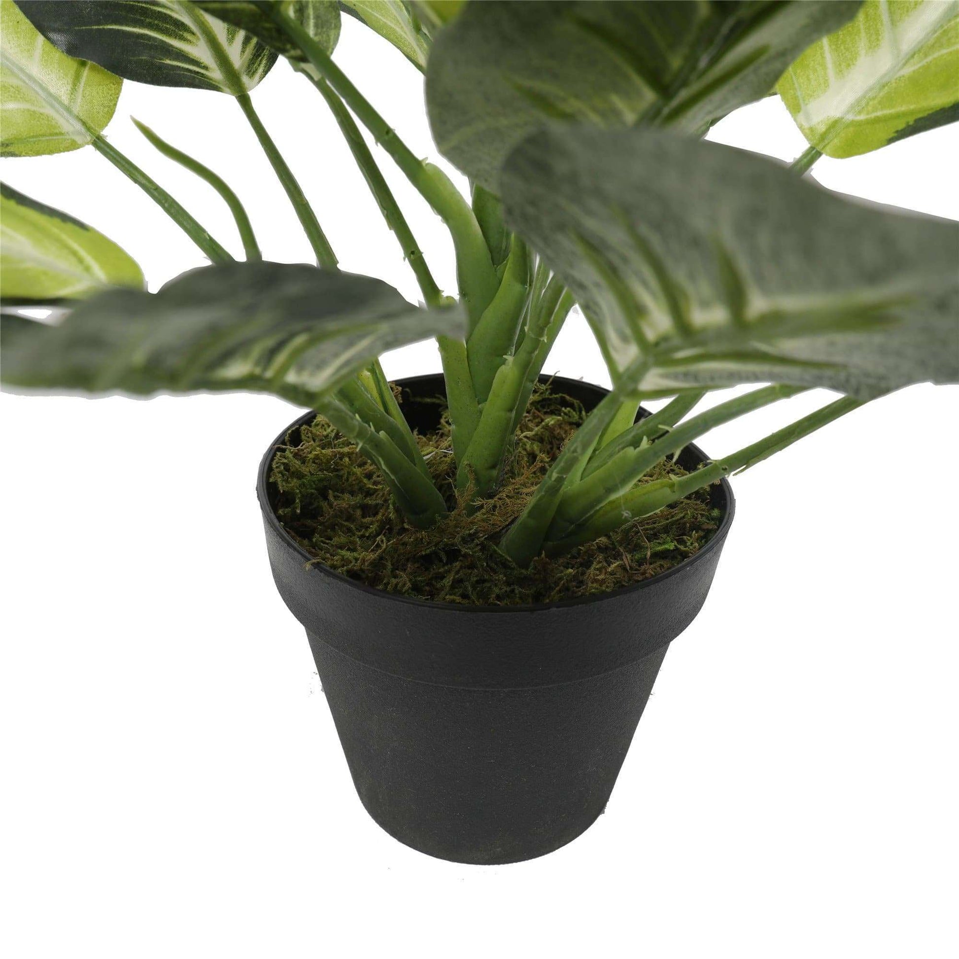 Leopard Lily (Dieffenbachia) with Pot 40cm-1
