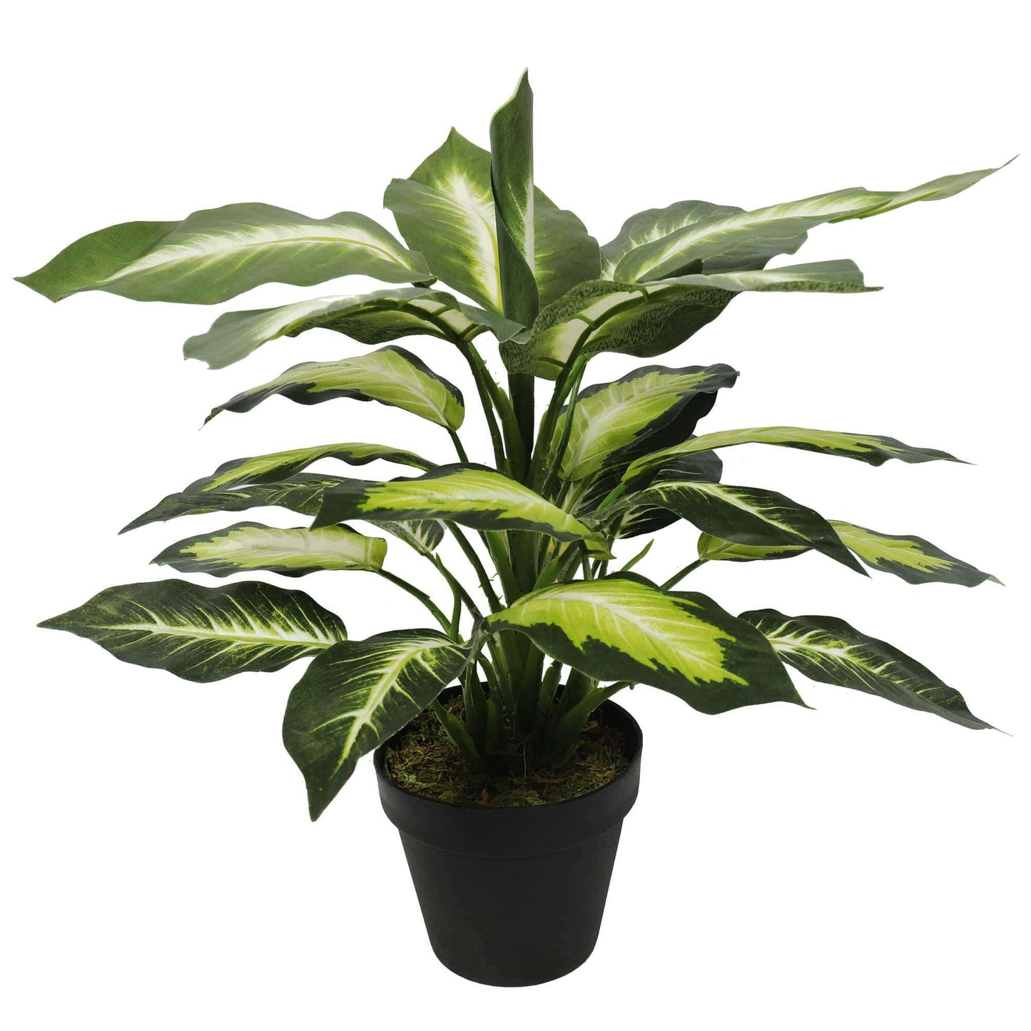 Leopard Lily (Dieffenbachia) with Pot 40cm-0