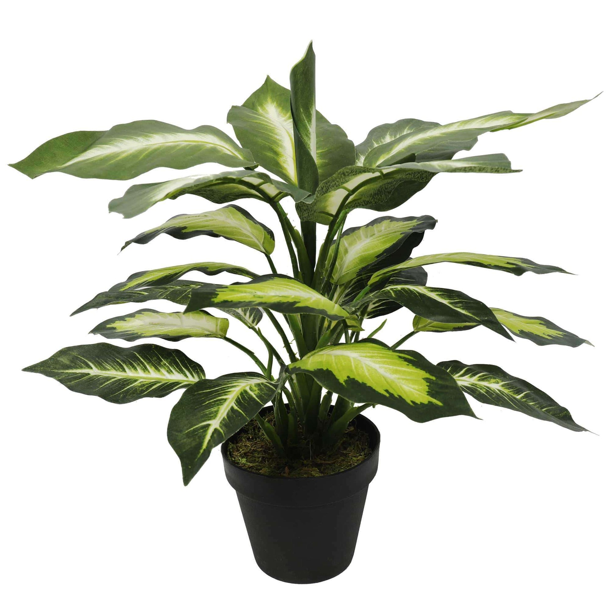 Leopard Lily (Dieffenbachia) with Pot 40cm-0